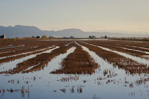 Rice fields at sunrise in the natural park of Albufera, Valencia, Spain