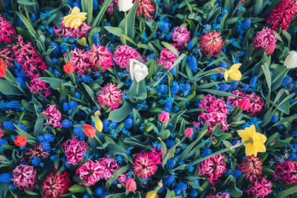Colorful Flower Background View from above on colorful spring flowers. hyacinth red stock pictures, royalty-free photos & images