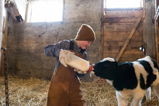 Young boy bottling feeding a calf in a barn.