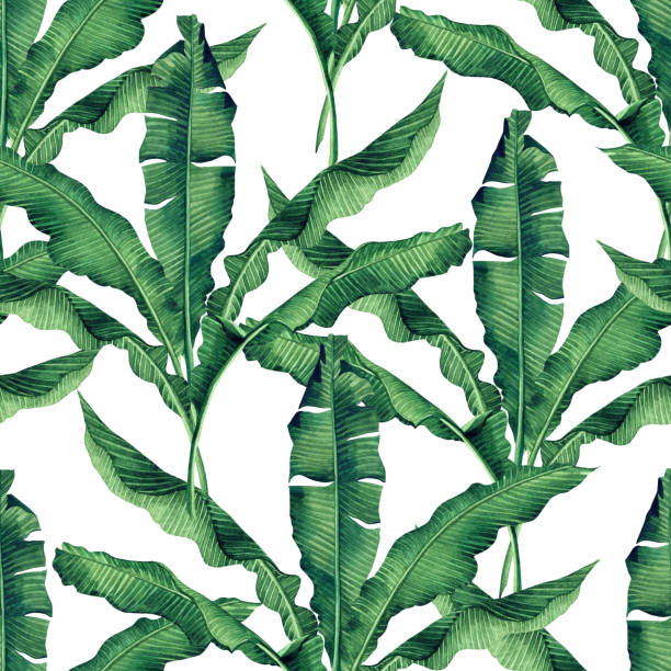 水彩画グリーン バナナは白い背景の上のシームレスなパターンを残します。水彩の手を描くイラスト パーム、バナナの葉、木熱帯のエキゾチックな葉壁紙ビンテージ ハワイ スタイル パタ� - watercolor painting paint green textured点のイラスト素材／クリップアート素材／マンガ素材／アイコン素材