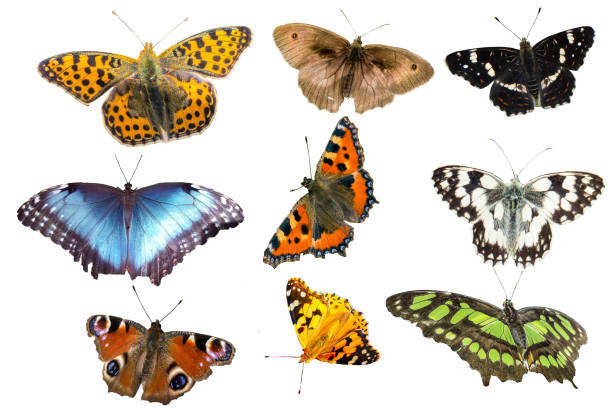 istock Many butterfly species isolated 1094976118