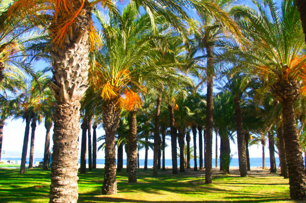 Palm trees, grass background and sea shore, summer, Spain