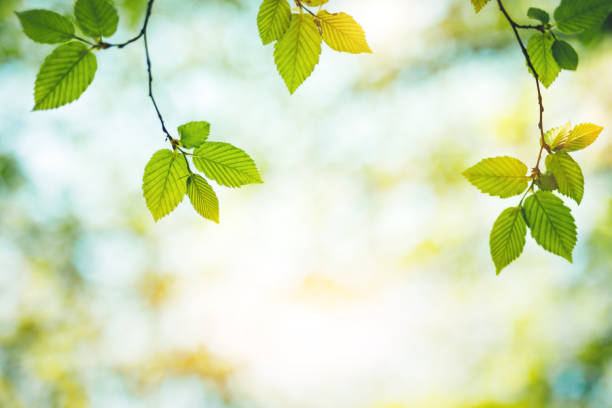 신선한 녹색 잎 - beech leaf leaf green close up 뉴스 사진 이미지