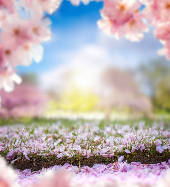 公園の春 - cherry tree fruit tree meadow spring ストックフォトと画像