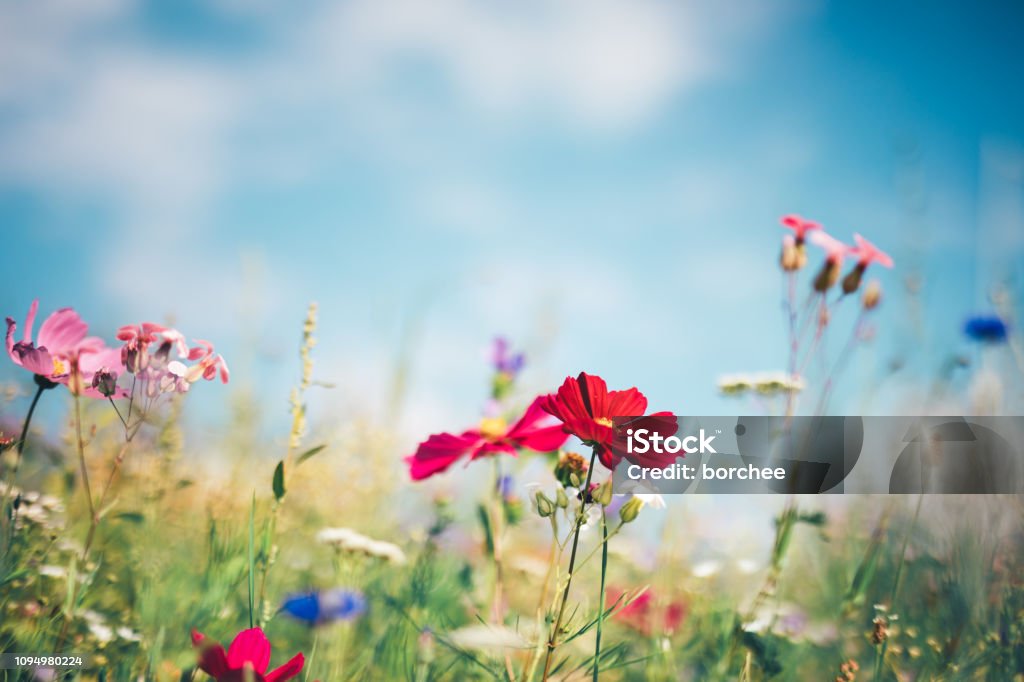 Spring Meadow Spring meadow full of colorful flowers. Flower Stock Photo