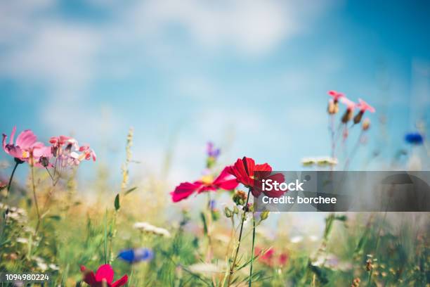 Spring Meadow Stock Photo - Download Image Now - Flower, Springtime, Wildflower