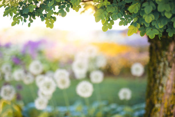 Spring background with fresh green tree branches.