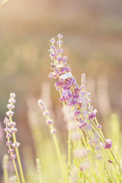 istock wedding rings on the lavender flowers 1094981882