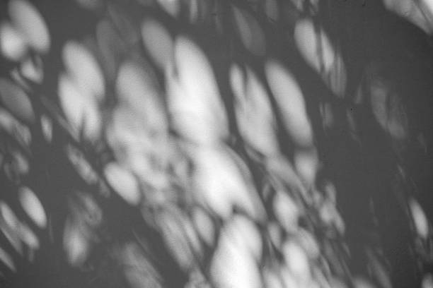 Black and White abstract background textuer of shadows leaf on a concrete wall