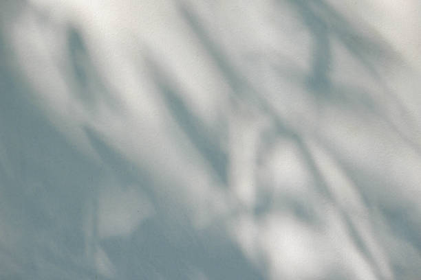 istock Black and White abstract background textuer of shadows leaf on a concrete wall 1094982322