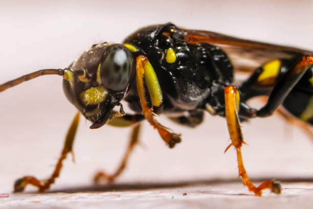 istock Macro photography of insect 1094982342