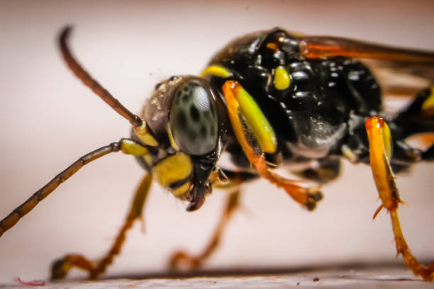 istock Macro photography of insect 1094982344
