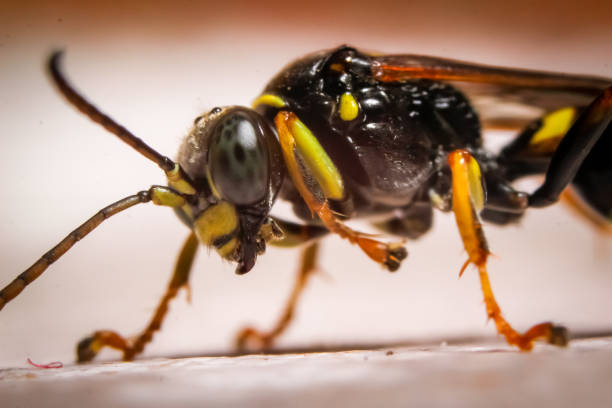 istock Macro photography of insect 1094982350
