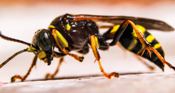 istock Macro photography of insect 1094982366