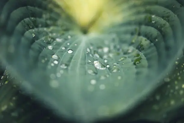 Raindrops on hosta leaves .