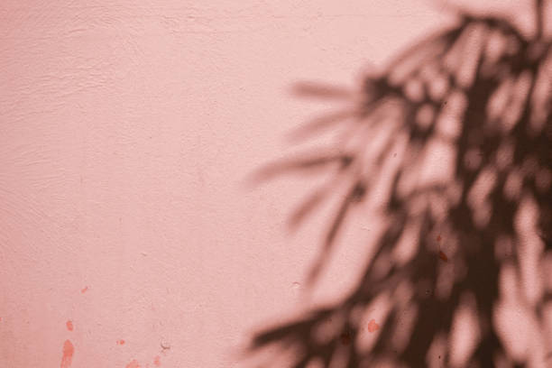 istock abstract background textuer of shadows leaf on a concrete wall 1094983214