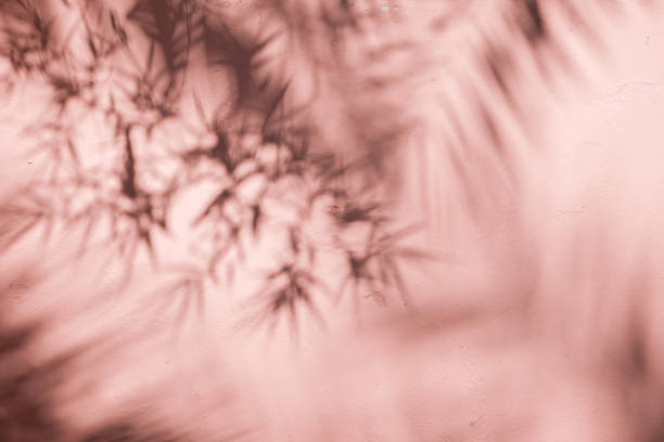 istock abstract background textuer of shadows leaf on a concrete wall 1094983250