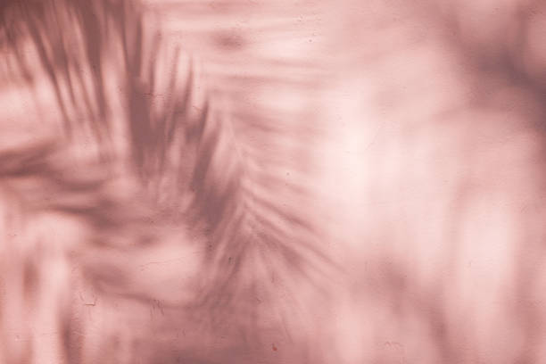 istock abstract background textuer of shadows leaf on a concrete wall 1094983314