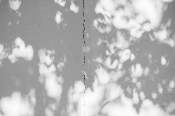 istock Black and White abstract background textuer of shadows leaf on a concrete wall 1094983332