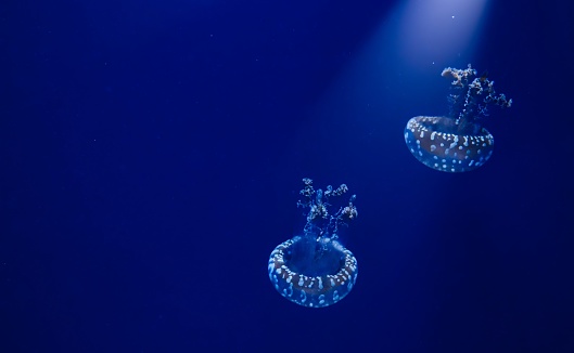 A pair of white-spotted jellyfish floating in blue water with a spotlight shining down from above