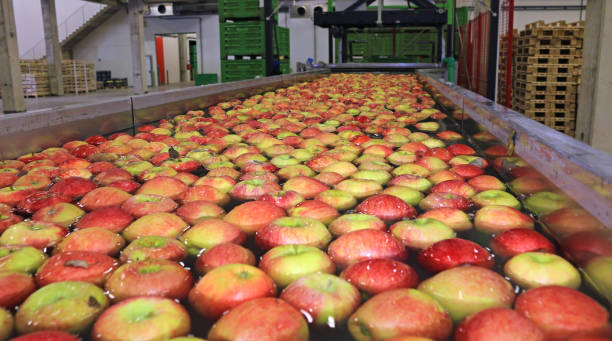 Apples sort in warehouse Apples float in a sort of water conveyer belt in a fruit packing warehouse vegetable factory stock pictures, royalty-free photos & images