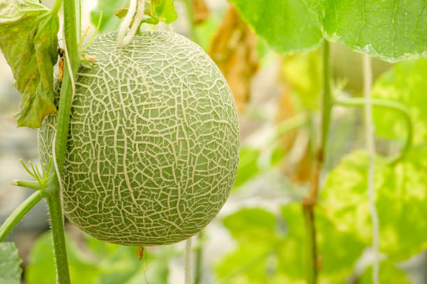 istock Cantaloupe melons growing in a greenhouse supported by string melon nets 1094986878