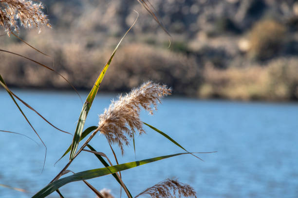 istock Plant in lake 1094990200
