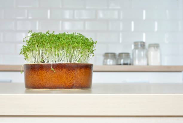 istock sprouts garden cress in a bowl 1094990280