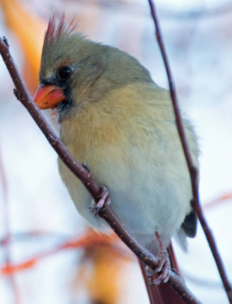 istock Female northern cardinal perched on tree branch 1094990378