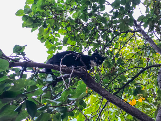 istock Beautiful black cat with white spots on a tree. Close-up shot 1094990540