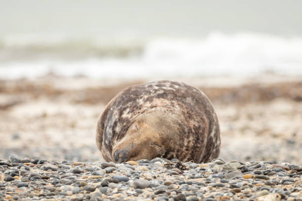 istock A grey seal lies on the beach on Helgoland 1094992546