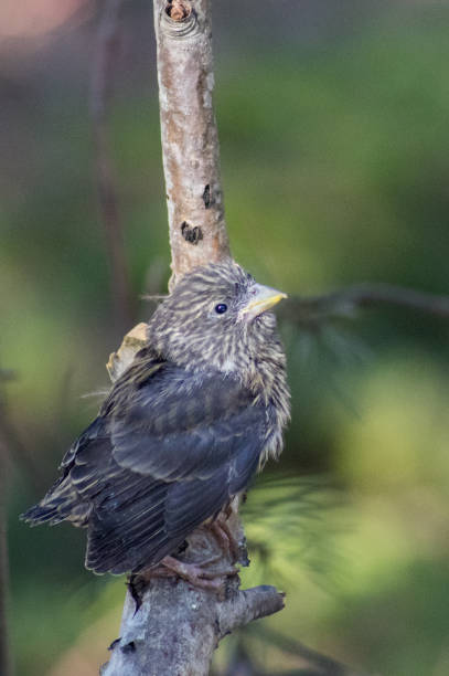 istock Little nestling lost in the forest 1094995722