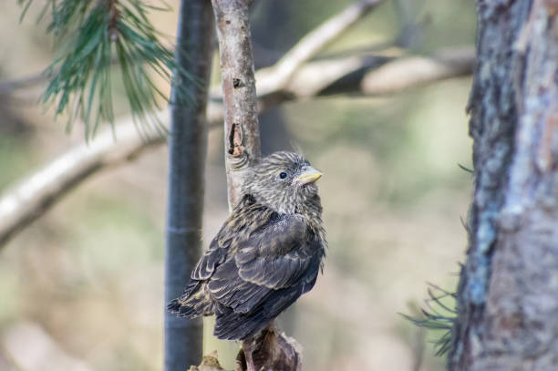 at la Tosa d'Alp, Masella, Girona, Spain