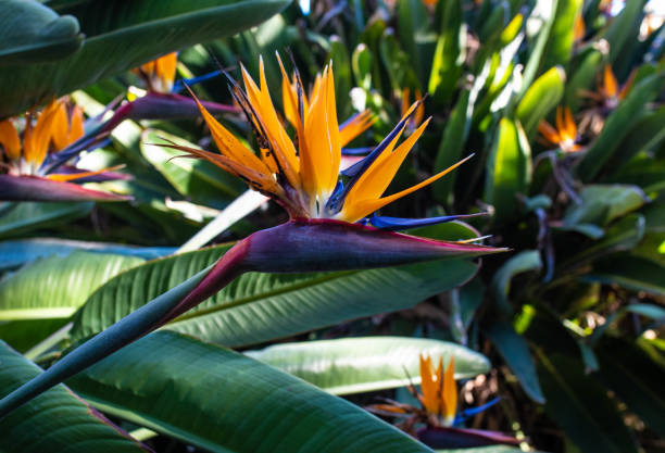 istock Bird-of-Paradise 1095000524