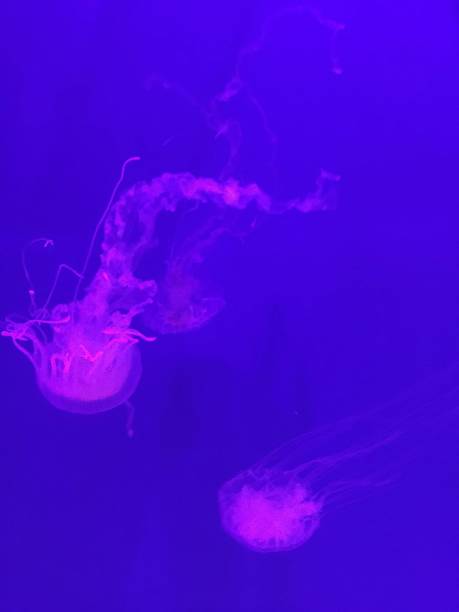 istock Botton of ocean - Jellyfish 1095000658