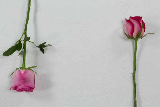 istock Rose flowers arranged on white background 1095002326