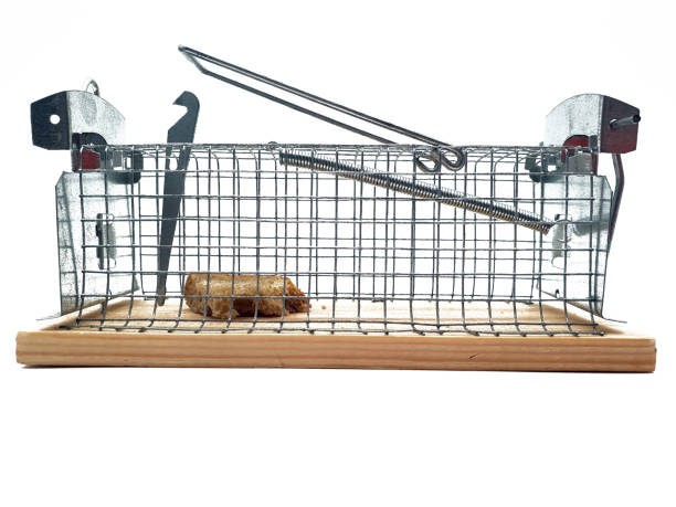 istock Living Mousetrap Cut Out White Background 1095003324