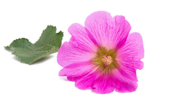 istock pink mallow flower isolated 1095006182
