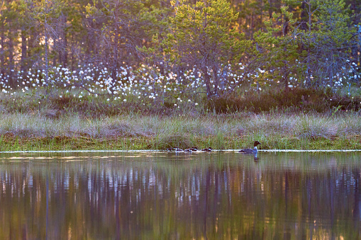 Goldeneye with ducklings in lake at sunrise on the bog