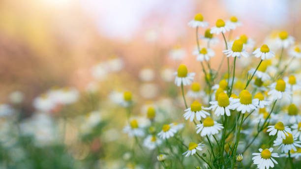 flowering. chamomile. blooming chamomile field, chamomile flowers on a meadow in summer, selective focus - blue chamomile imagens e fotografias de stock