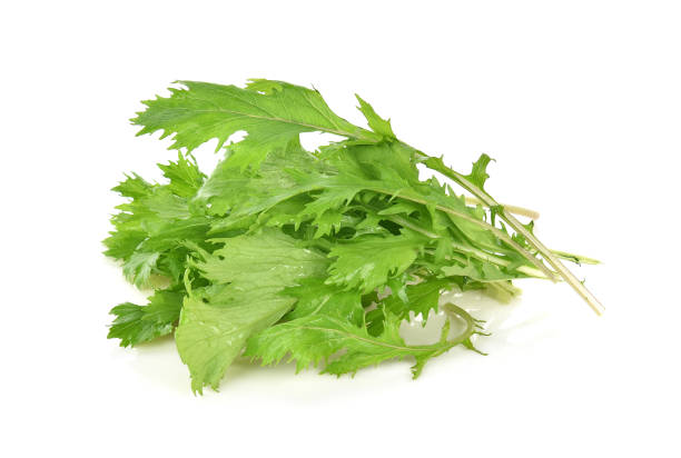 istock Fresh mizuna vegetable isolated on white background 1095007408