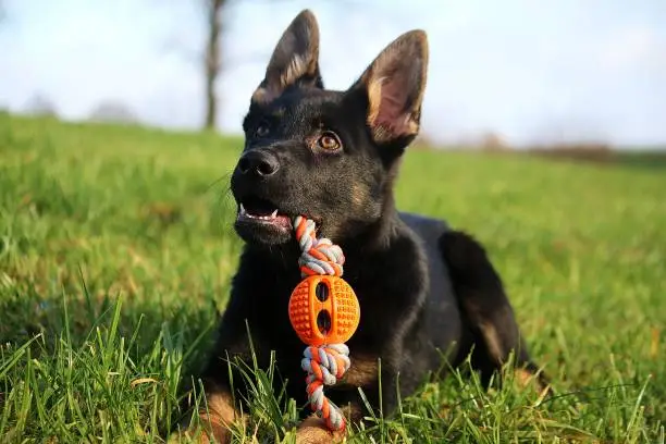 small black german shepherd puppy is lying in the garden with a toy in the mouth