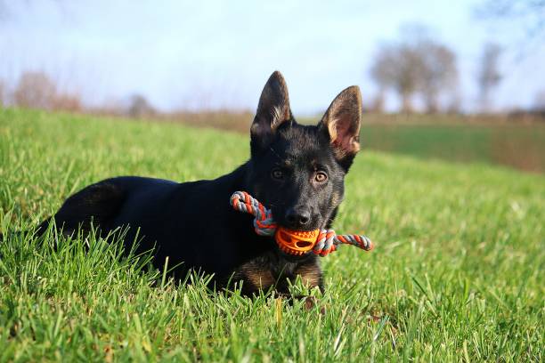 istock lying german shepherd puppy with a toy 1095009014