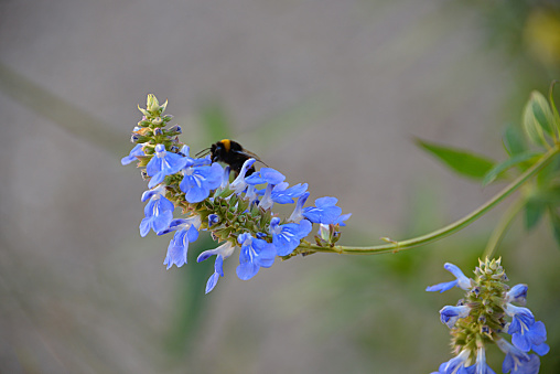 Bumblebee Feeding on Bog Sage Nectar in a French Garden