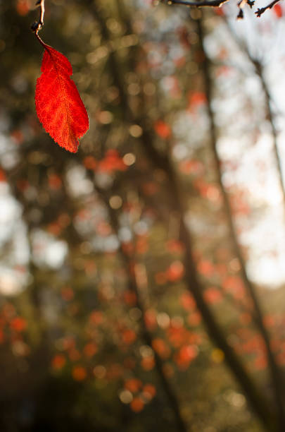 istock only a single red leaf hanging in the forest in autumn 1095009322