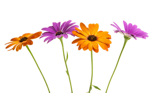istock Osteosperumum Flower Daisy 1095010858