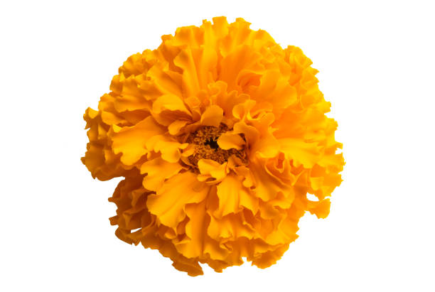istock marigold flowers isolated 1095011088