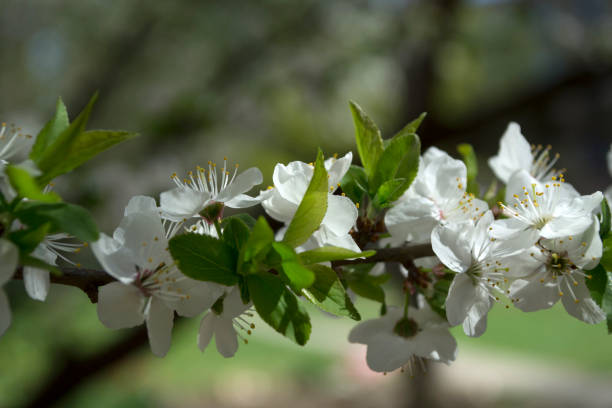 istock A branch of blooming tree at spring. 1095012032