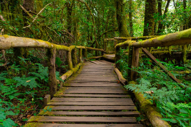 istock Walkway bridge in a forest with lot of mos. Forest Environments. 1095014738