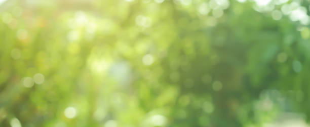 abstracte wazig groen bladeren van de boom bos op natie openbaar park buiten in herfst seizoen panoramisch scène achtergrond ontwerpconcept - groene kleuren fotos stockfoto's en -beelden